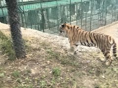 -栾川竹海野生动物园