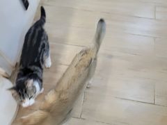 -李小姐の猫咖啡馆(五角场店)