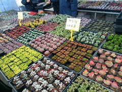 -李村大集