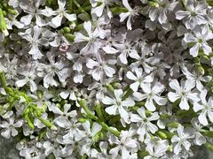 -循礼门鲜花花市(武汉循礼门店)