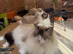 -豆逗聊愈猫阁Easy Life