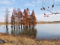 -池杉湖湿地公园