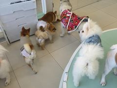 -怪兽屋·羊驼·猫咖·狗咖(俊华广场店)