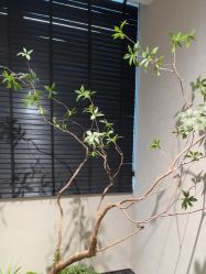 -大树儿童摄影