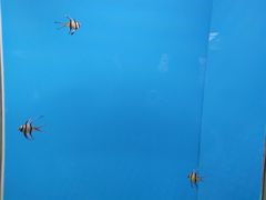 -北戴河圣蓝海洋公园