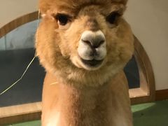 -藦茜花园宠物主题亲子互动体验馆(国顺东路店)