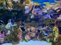 -上海海洋水族馆