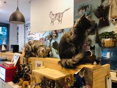 -平行世界·猫咖(首经贸店)