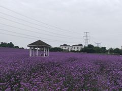 -紫颐香薰山谷景区