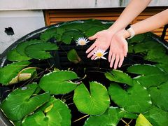 -龙华素斋(龙华路店)