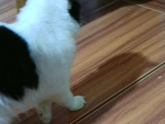 -楼上猫咖(罗湖店)