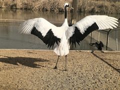 -盐城丹顶鹤湿地生态旅游区