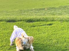 -宠福鑫康馨动物医院·骨科·眼科