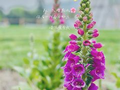 -国家植物园