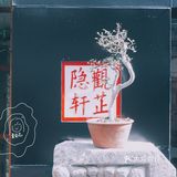 这是观芷的秋宴～