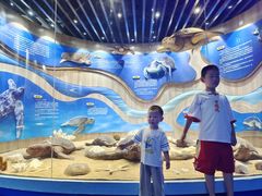 -广东惠东海龟国家级自然保护区