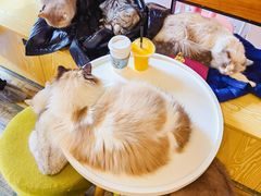 -喵匠猫主题咖啡(凯德和平广场店)