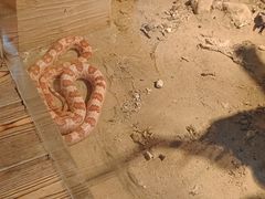 -鄂尔多斯野生动物园