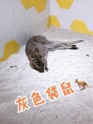 -七巧国萌宠乐园(龙湖天街店)