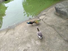 -荆州中山公园动物园