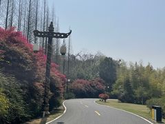 -宜兴龙背山森林公园