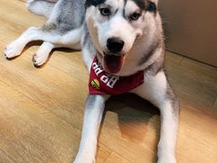 -Husky Go! 哈士奇体验馆·宠物咖啡厅狗咖