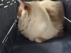 -北京观赏动物医院·24小时大型综合·猫专科·异宠专科