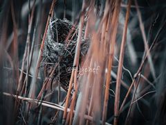 -野鸭湖国家湿地公园