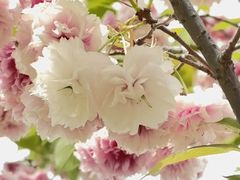 -新虹桥中心花园