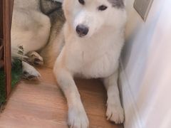 -Husky Go! 哈士奇体验馆·宠物咖啡厅狗咖