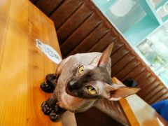 -猫小院猫主题餐厅(三里屯店)