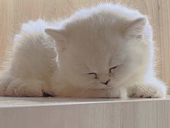 -喵zoo家庭繁育猫舍(尖东智能花园店)