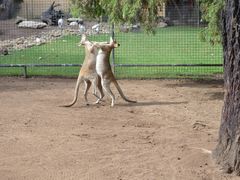 -费瑟代尔野生动物园
