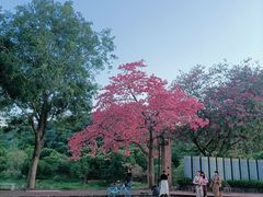 -风云岭森林公园