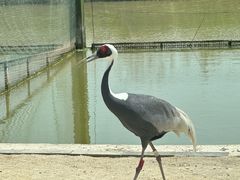 -盐城丹顶鹤湿地生态旅游区