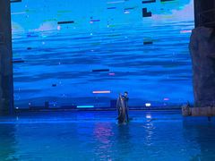 -芜湖新华联大白鲸海洋公园