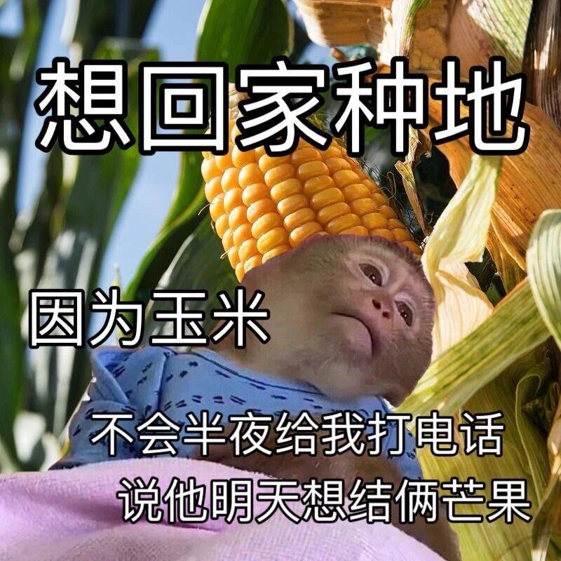 想回家种地了
	
因为白菜不会要求我