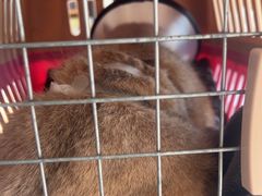 -艾贝尔宠物医院·24H转诊中心·肿瘤猫专科(江宁双龙店)
