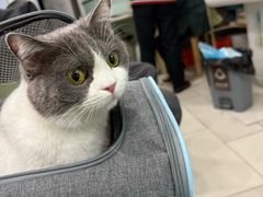 -纳吉亚猫专科动物医院博雅分院