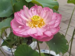 -成都市文殊院