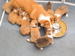 -宠物之家Pets Home 宠物寄养酒店