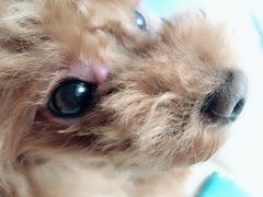 -爱侣宠医·鹦鹉专科·小型哺乳类·异宠专科(灵石路店)