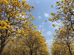 -露天矿生态公园