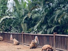 -海南热带野生动植物园