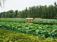 -白洋淀景区