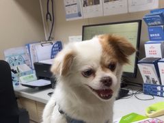 -瑞鹏宠物医院·普外科·影像科·皮肤科(城市山谷分院)