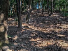 -黄埔油麻山森林公园