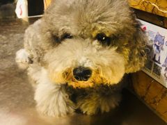 -more than meow吴止猫主题餐厅(承德 中船汇店)