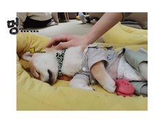 -逗柴咖啡屋·狗咖猫咖宠物桌游