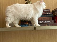 -飞行喵MR PILOT|猫舍·猫咖(静安大融城店)